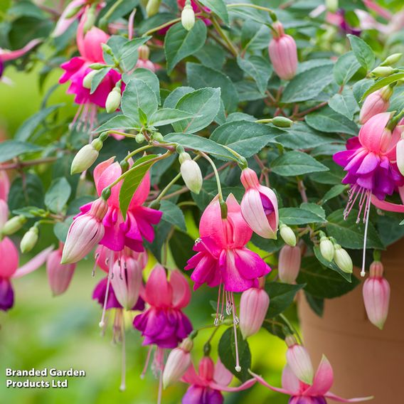 Fuchsia 'Patio Dancers Salsa'