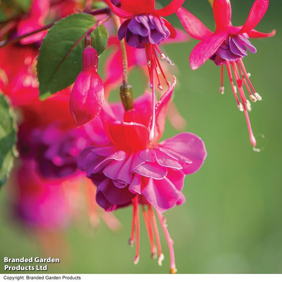 Fuchsia 'Patio Dancers Limbo'