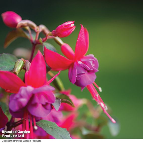 Fuchsia 'Patio Dancers Limbo'