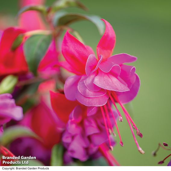 Fuchsia 'Patio Dancers Limbo'