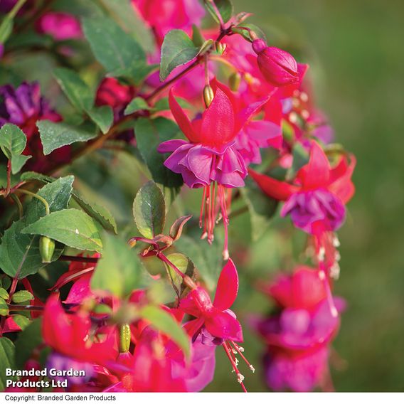 Fuchsia 'Patio Dancers Limbo'