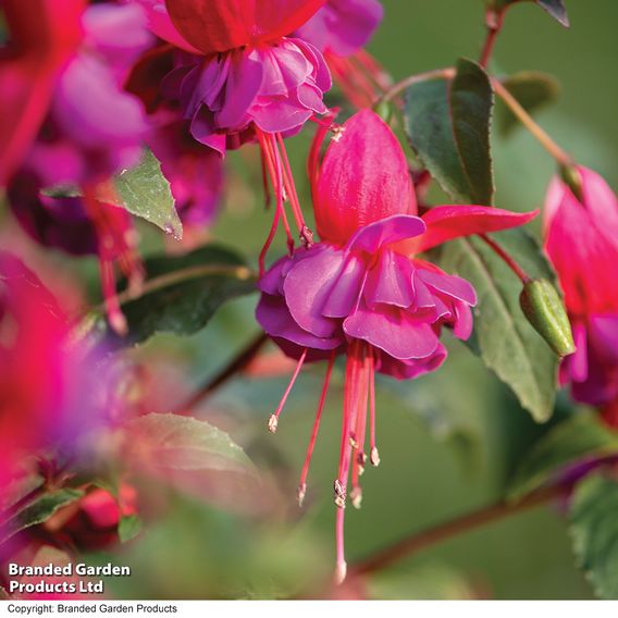 Fuchsia 'Patio Dancers Limbo'