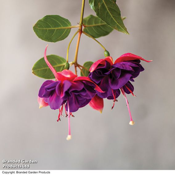 Fuchsia 'Patio Dancers Limbo'