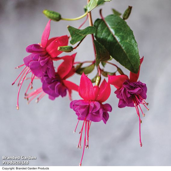 Fuchsia 'Patio Dancers Limbo'