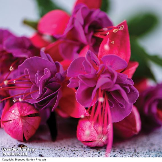 Fuchsia 'Patio Dancers Limbo'