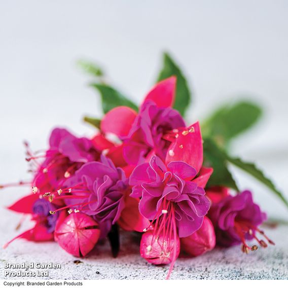 Fuchsia 'Patio Dancers Limbo'