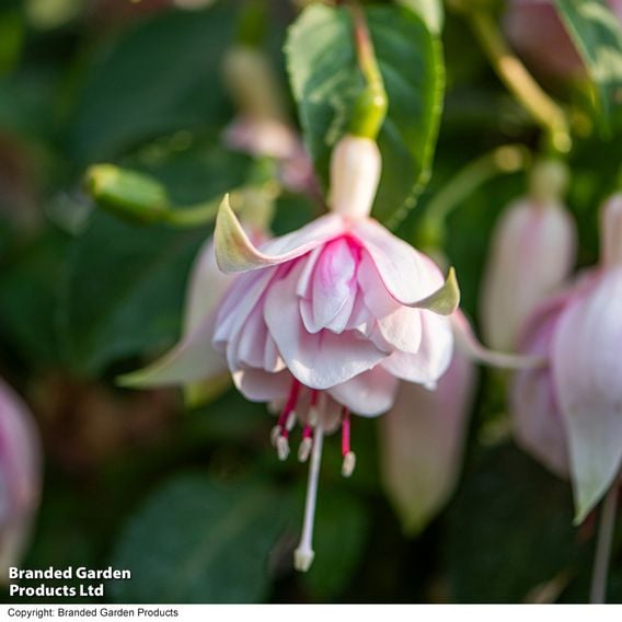 Fuchsia 'Patio Dancers Mambo'