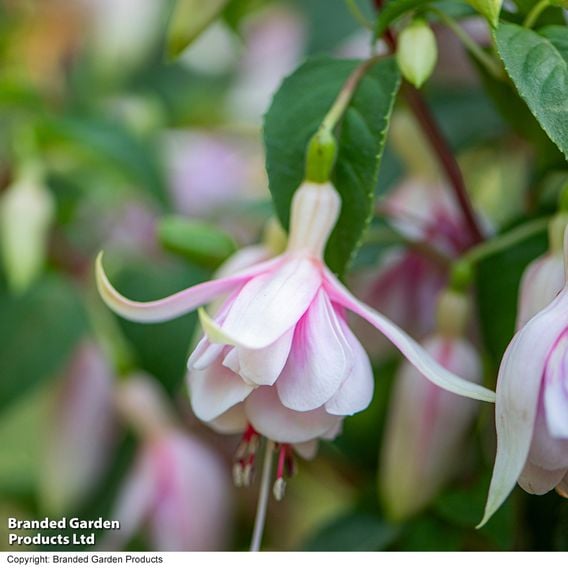 Fuchsia 'Patio Dancers Mambo'