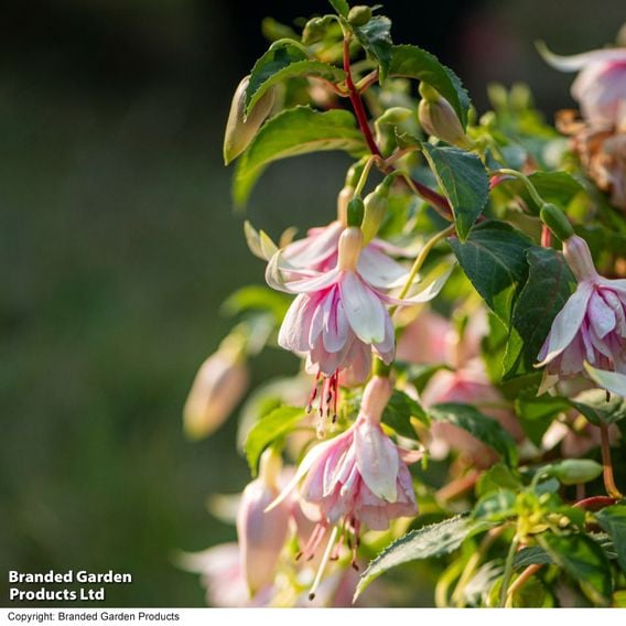 Fuchsia 'Patio Dancers Mambo'