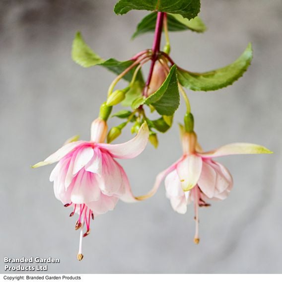 Fuchsia 'Patio Dancers Mambo'