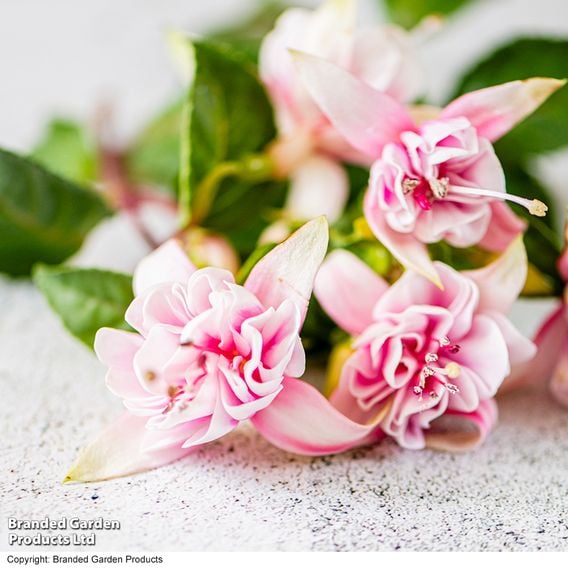 Fuchsia 'Patio Dancers Mambo'