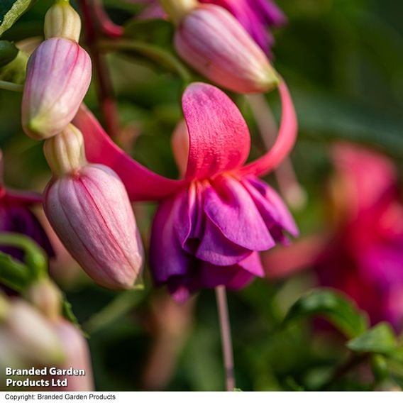 Fuchsia 'Patio Dancers Salsa'