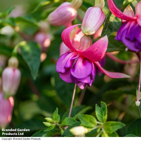 Fuchsia 'Patio Dancers Salsa'