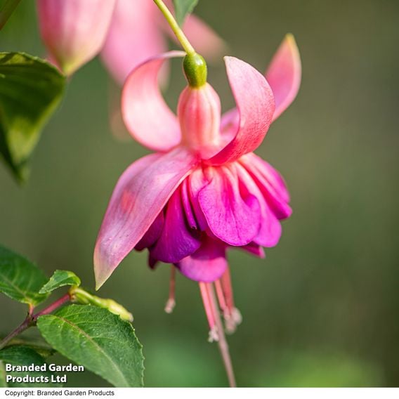 Fuchsia 'Patio Dancers Salsa'