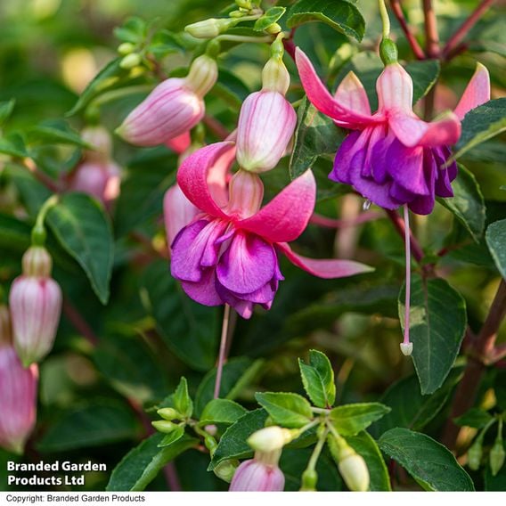 Fuchsia 'Patio Dancers Salsa'