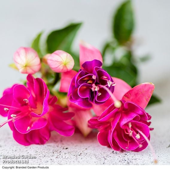 Fuchsia 'Patio Dancers Salsa'