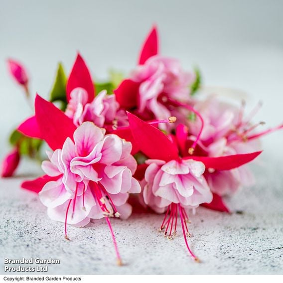 Fuchsia 'Patio Dancers Waltz'