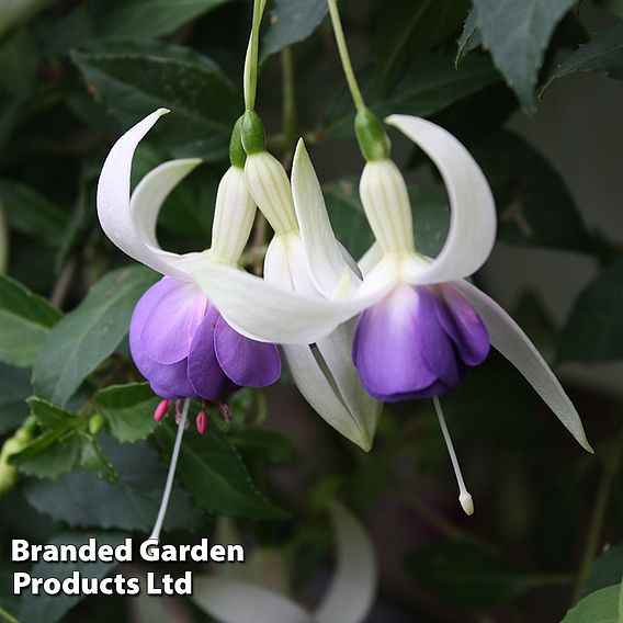 Fuchsia 'Delta's Sarah' (Hardy)