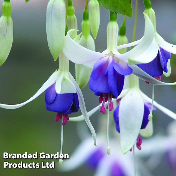 Fuchsia 'Delta's Sarah' (Hardy)