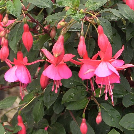 Fuchsia 'Display' (Hardy)