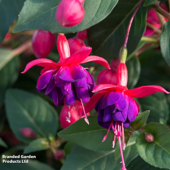 Fuchsia 'Dollar Princess' (Hardy)