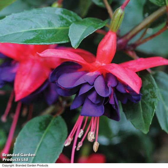 Fuchsia 'Dollar Princess' (Hardy)