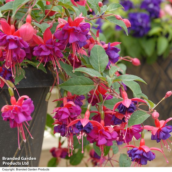 Fuchsia 'Dollar Princess' (Hardy)