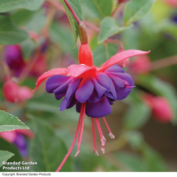 Fuchsia 'Dollar Princess' (Hardy)