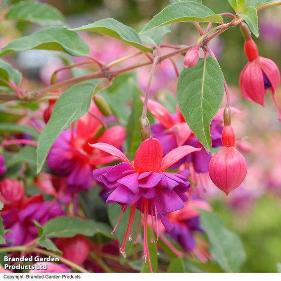 Fuchsia 'Dollar Princess' (Hardy)