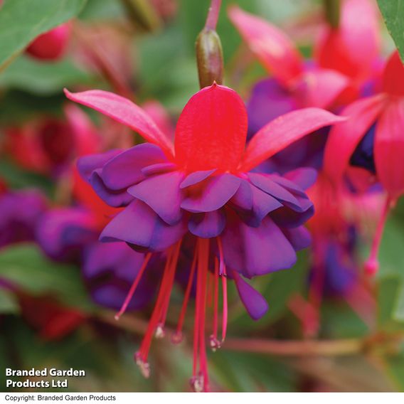 Fuchsia 'Dollar Princess' (Hardy)