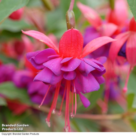 Fuchsia 'Dollar Princess' (Hardy)