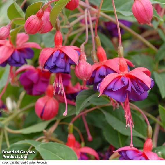 Fuchsia 'Dollar Princess' (Hardy)