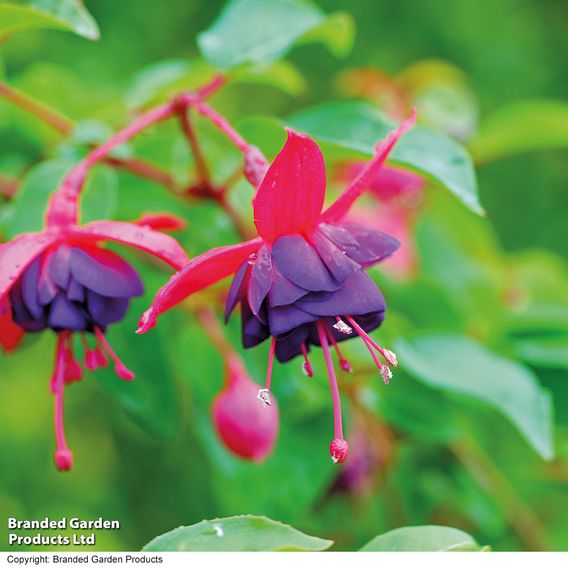 Fuchsia 'Dollar Princess' (Hardy)