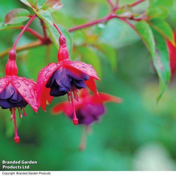 Fuchsia 'Dollar Princess' (Hardy)