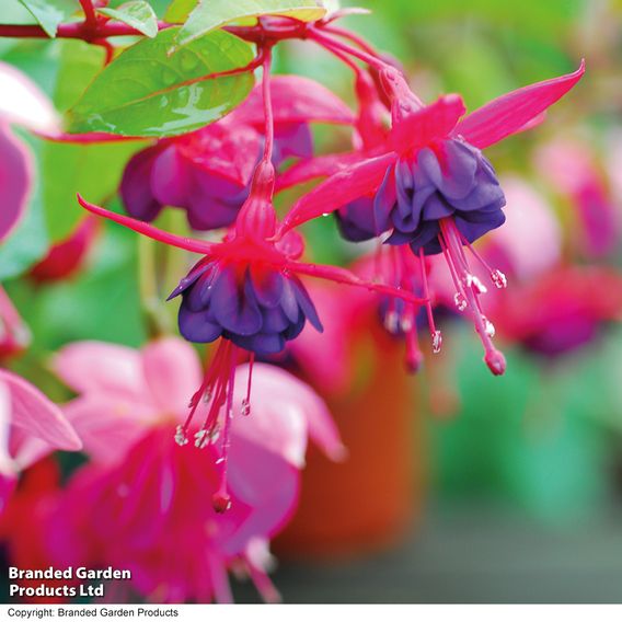 Fuchsia 'Dollar Princess' (Hardy)