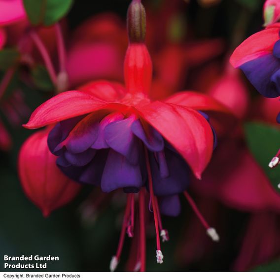 Fuchsia 'Dollar Princess' (Hardy)