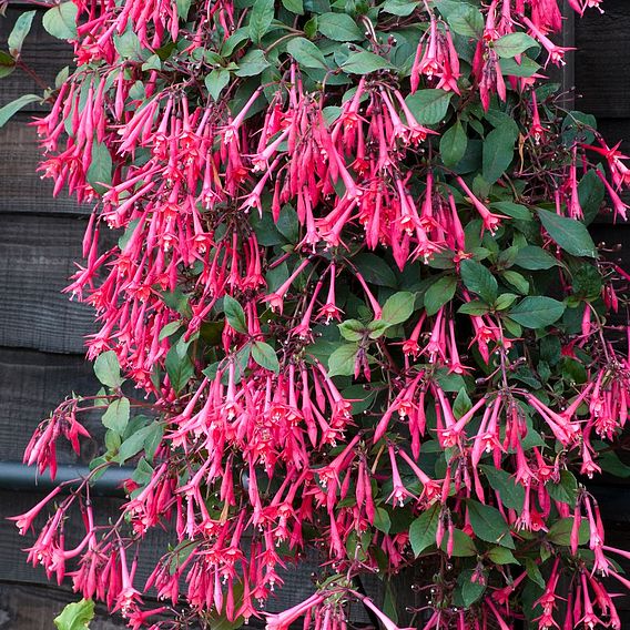 Fuchsia 'Eruption'