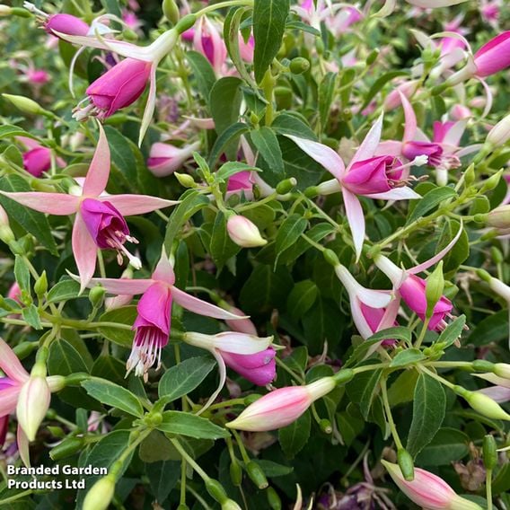 Fuchsia 'Fairy™ Polar'