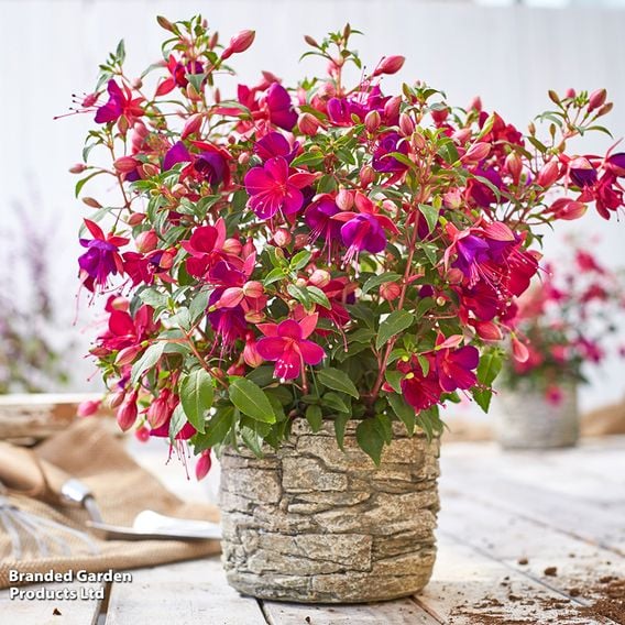 Fuchsia 'Fuchsita Magenta-Purple'