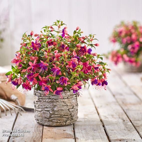 Fuchsia 'Fuchsita Pink-Blue'