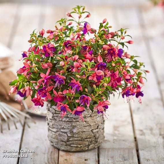 Fuchsia 'Fuchsita Pink-Blue'