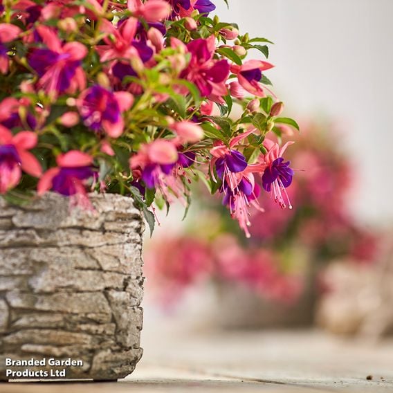 Fuchsia 'Fuchsita Pink-Blue'