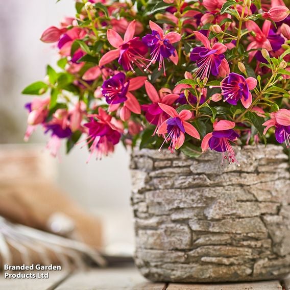 Fuchsia 'Fuchsita Pink-Blue'