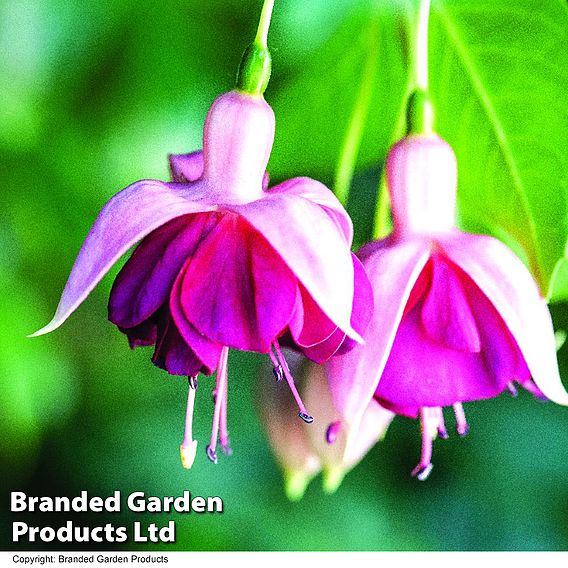 Fuchsia 'Garden News' (Hardy)