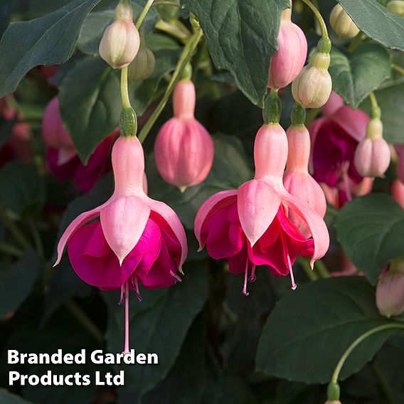 Fuchsia 'Garden News' (Hardy)