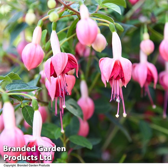 Fuchsia 'Garden News' (Hardy)