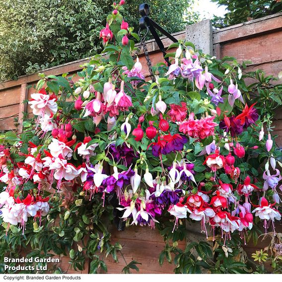 Fuchsia Giant-Flowered Collection