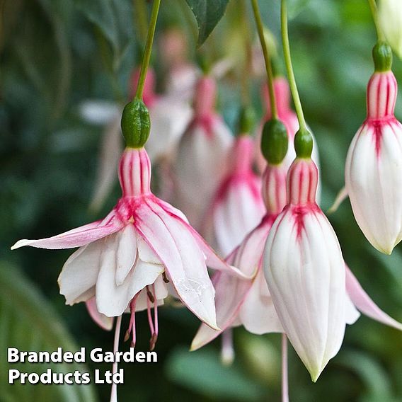 Fuchsia 'Happy Wedding Day'