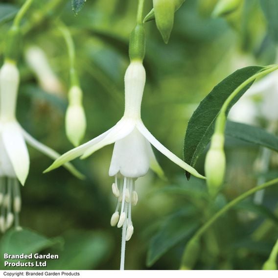 Fuchsia 'Hawkshead' (Hardy)