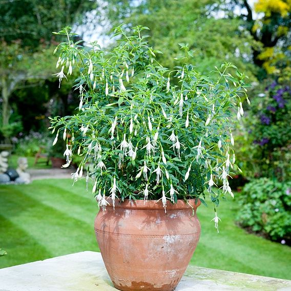 Fuchsia 'Hawkshead' (Hardy)